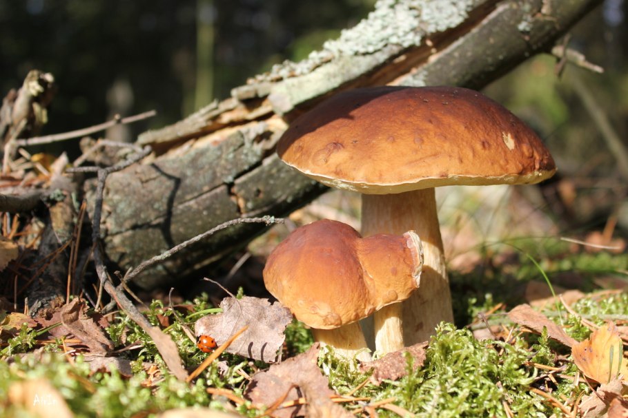 Королевский белый гриб