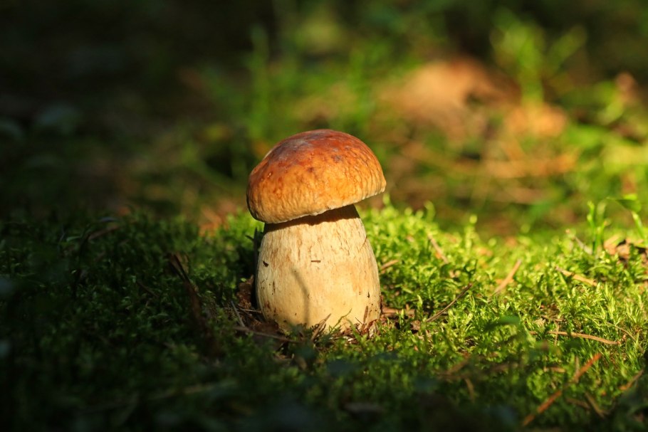 Гриб тундровик