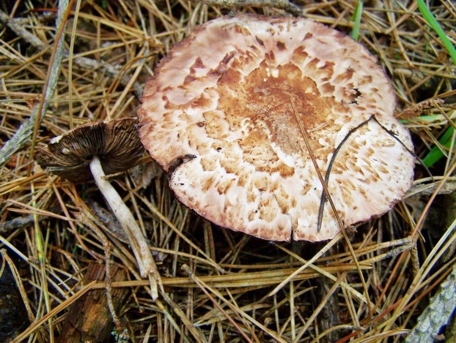 Agaricus silvaticus