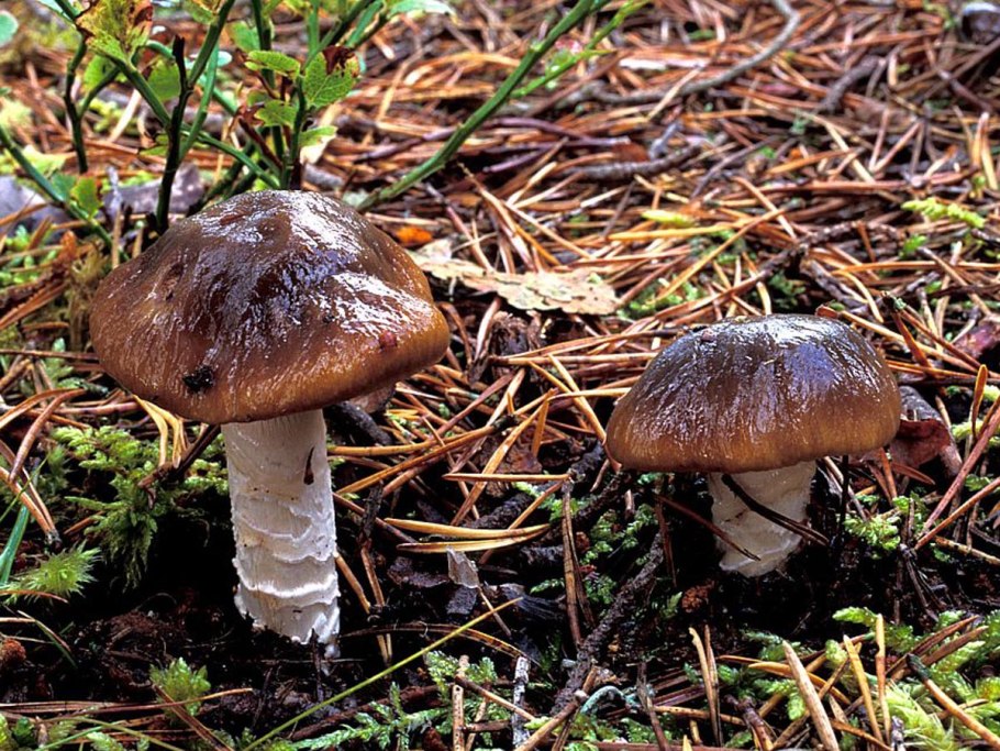 Паутинник слизевой гриб