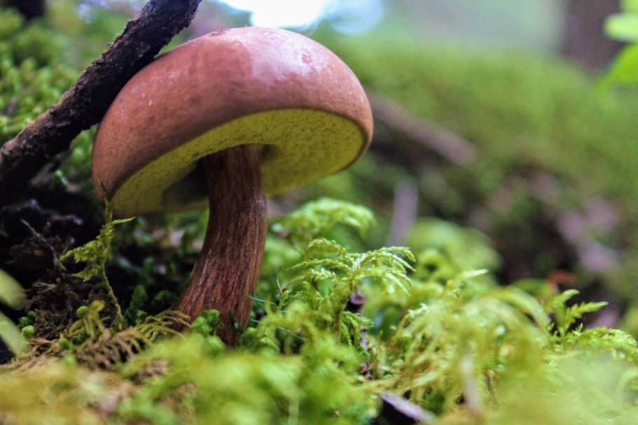 Лесные грибы