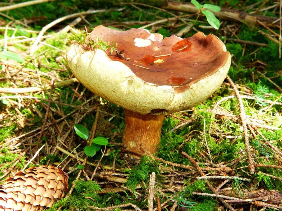 Гриб Agaricus Subrufescens