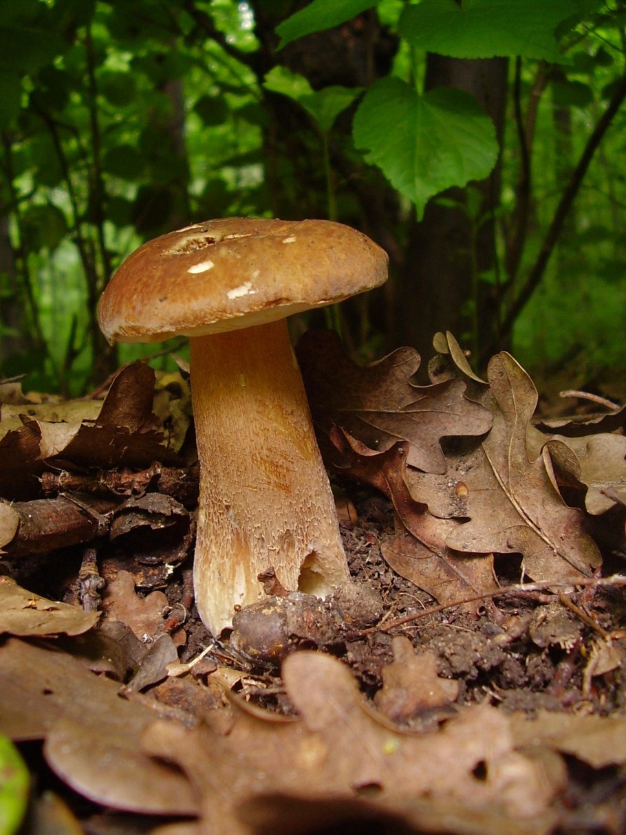 Грибы Tylopilus