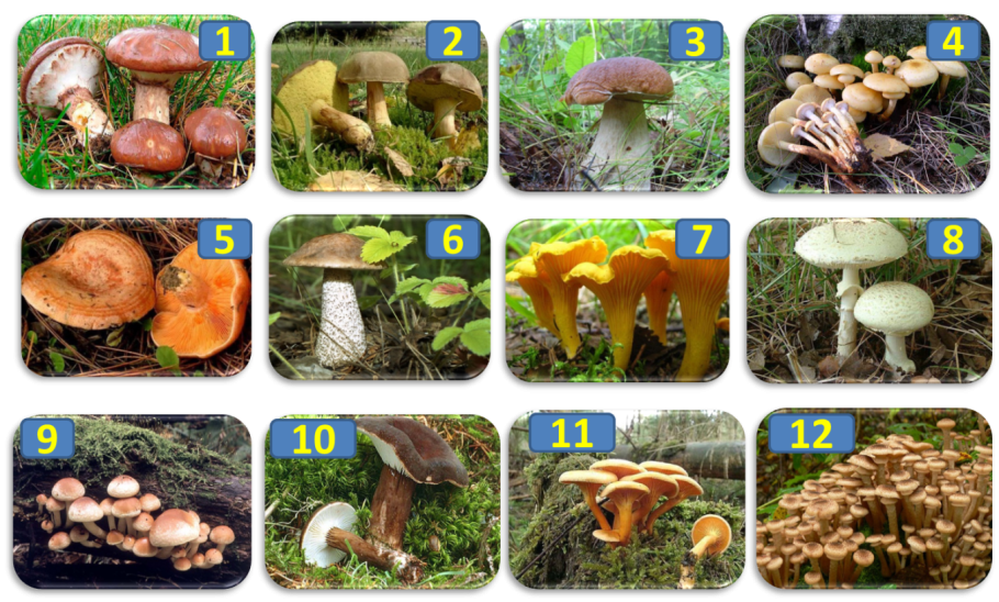 Съедобные грибы названия по алфавиту