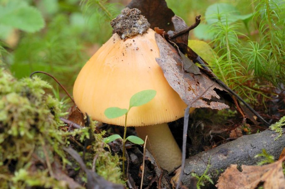 Мухомор шафранный