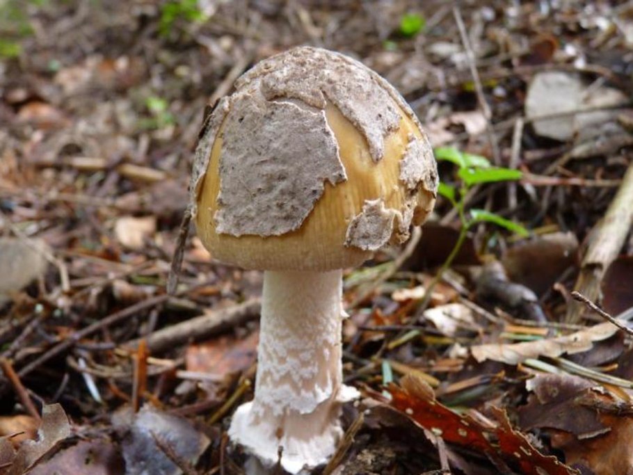 Грибы с вытянутой шляпкой