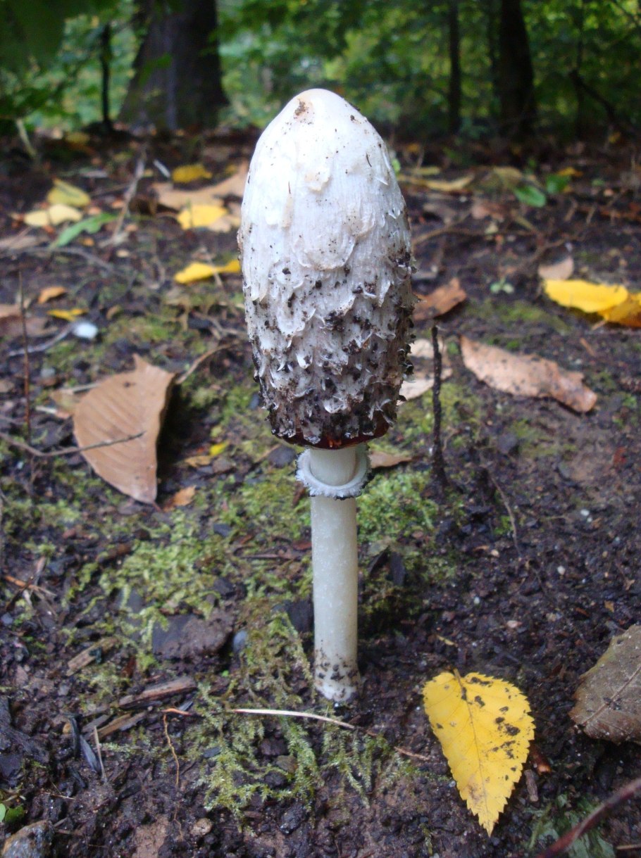 Гриб навозник от алкоголизма