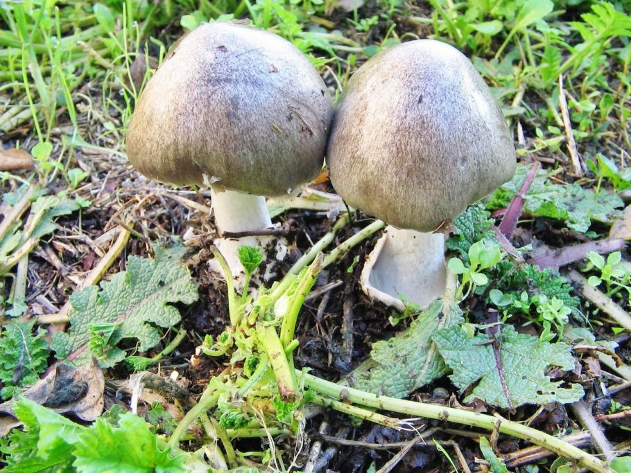 Вольвариелла грибы