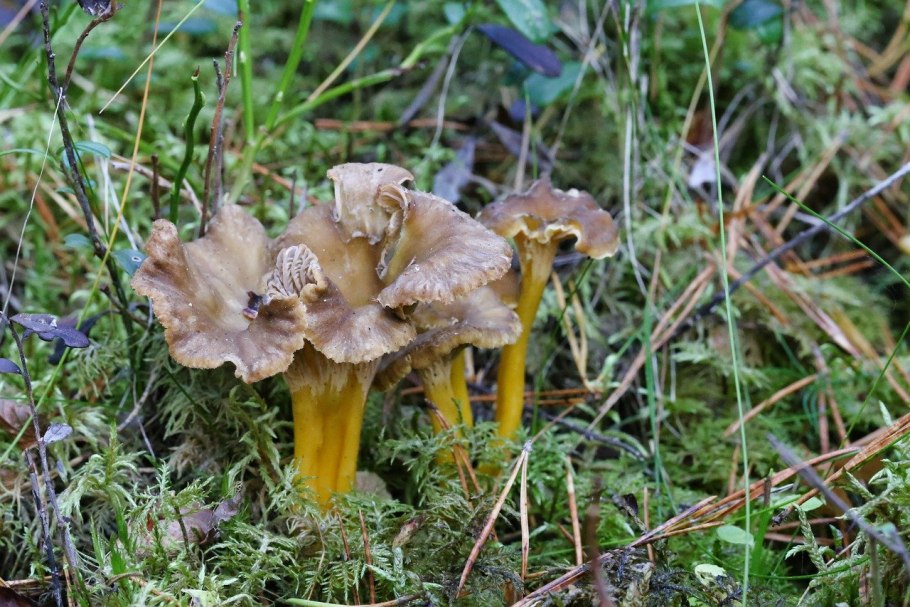 Грибы порта Белла