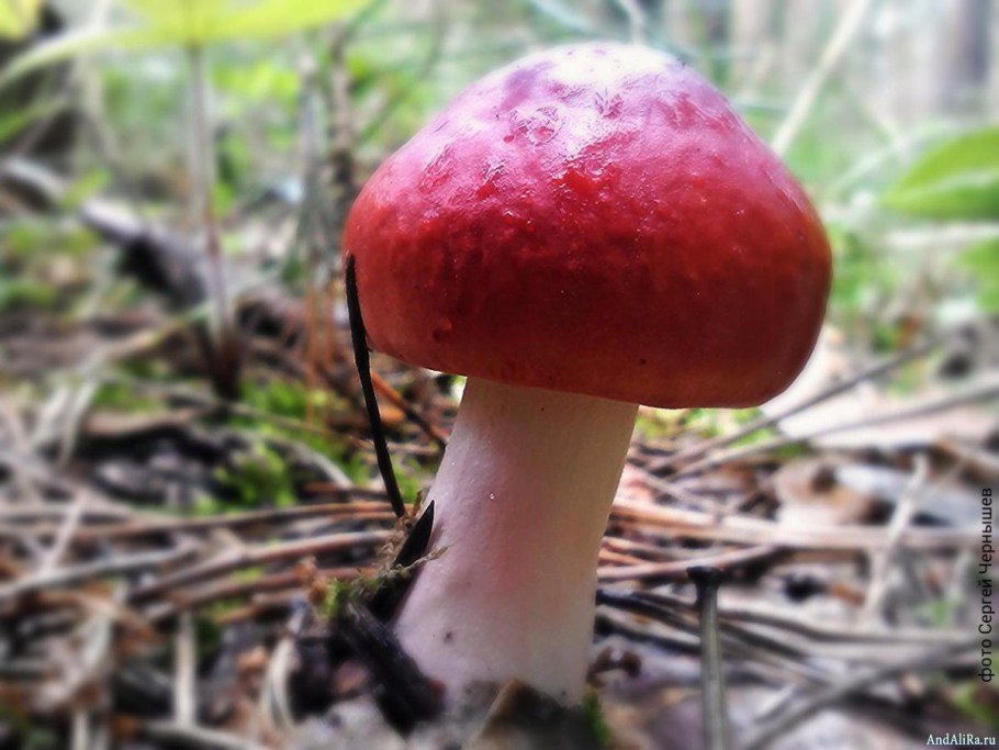 Форма шляпки бледной поганки