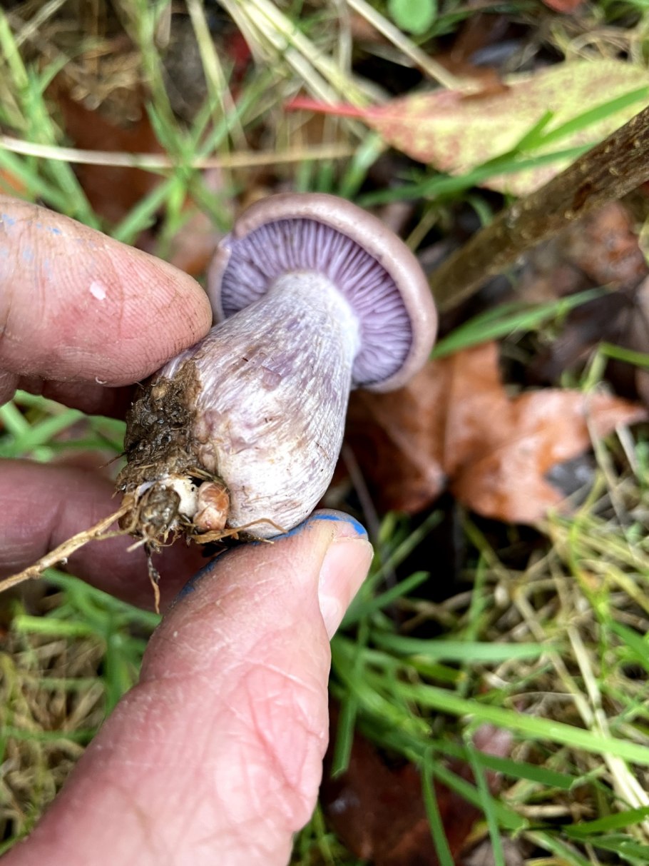 Грибы на тонкой ножке съедобные