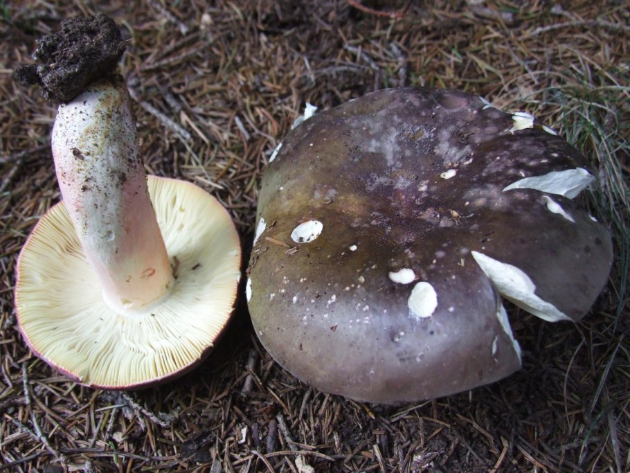 Entoloma sericellum