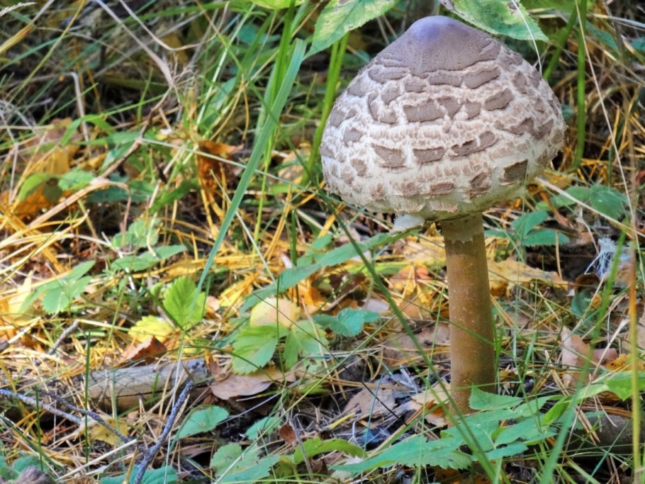 Моховик красный Xerocomus rubellus