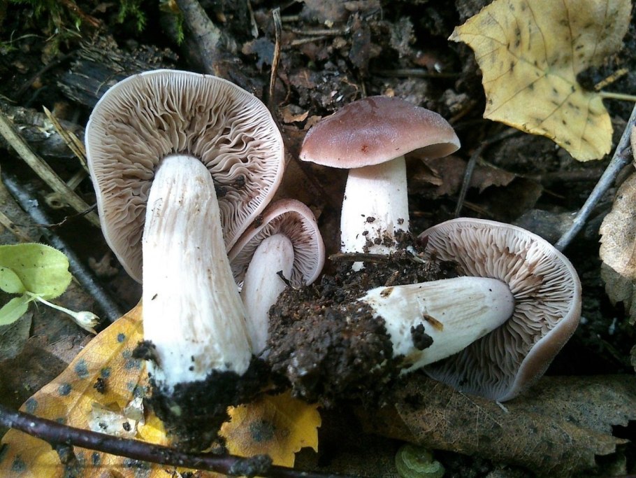 Russula exalbicans