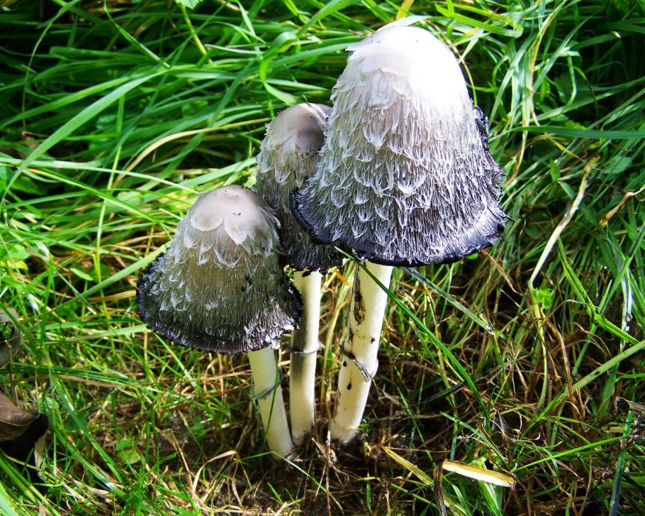 Hortiboletus rubellus