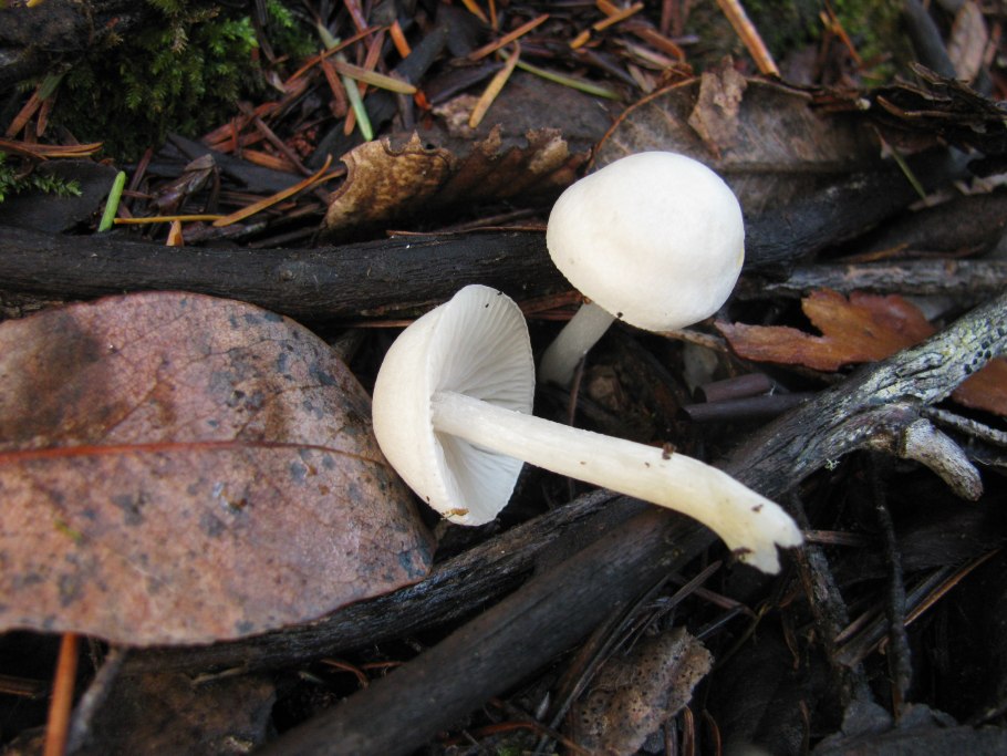 Сыроежка невзрачная гриб