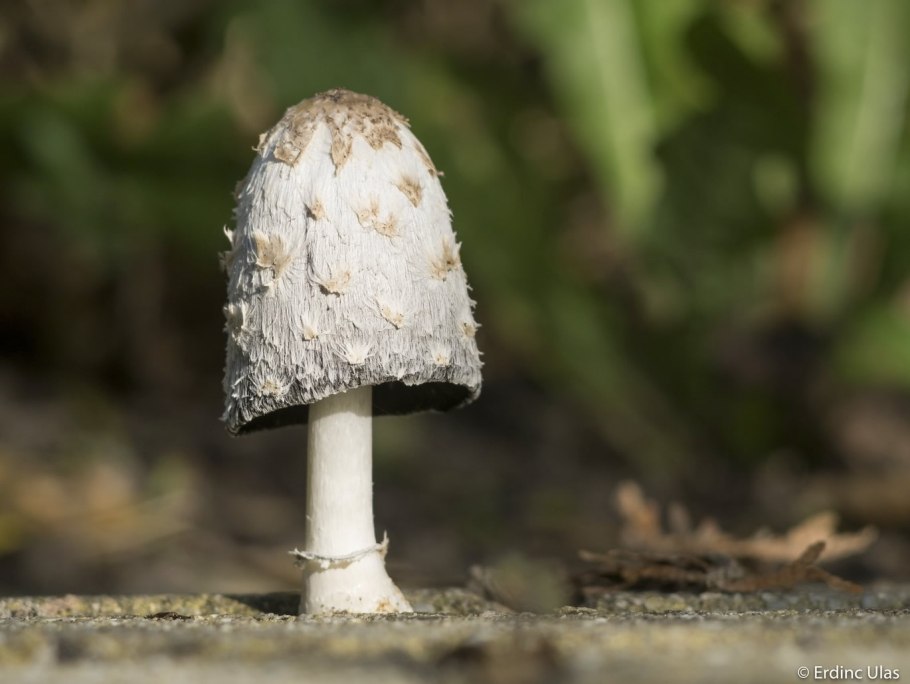 Грибы с вытянутой шляпкой