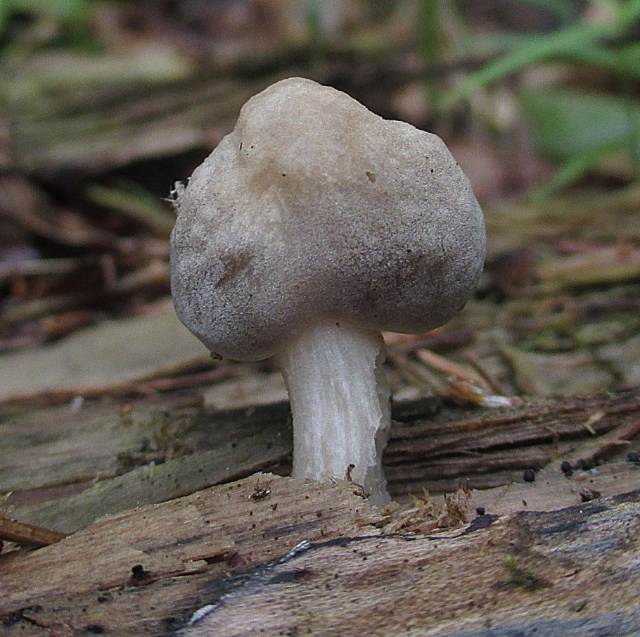 Гриб Russula cyanoxantha