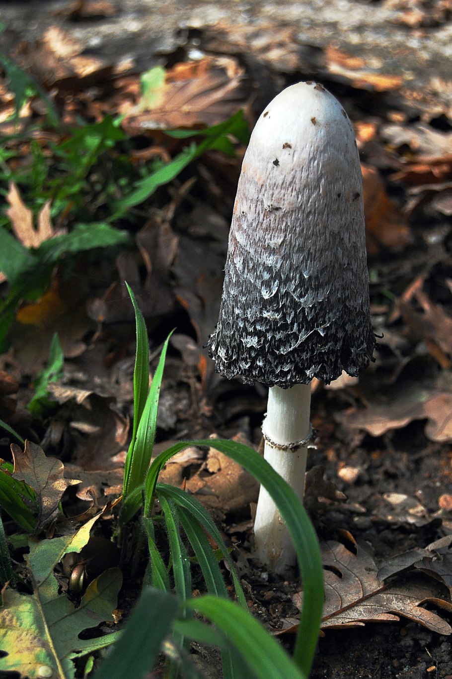 Черный гриб