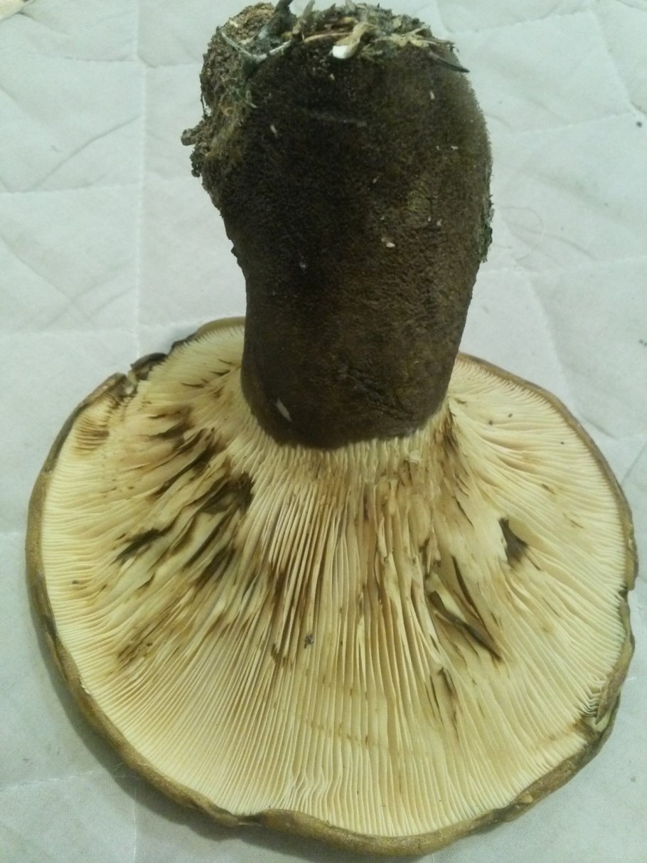 Плютей мелкоопушённый (Pluteus tomentosulus)