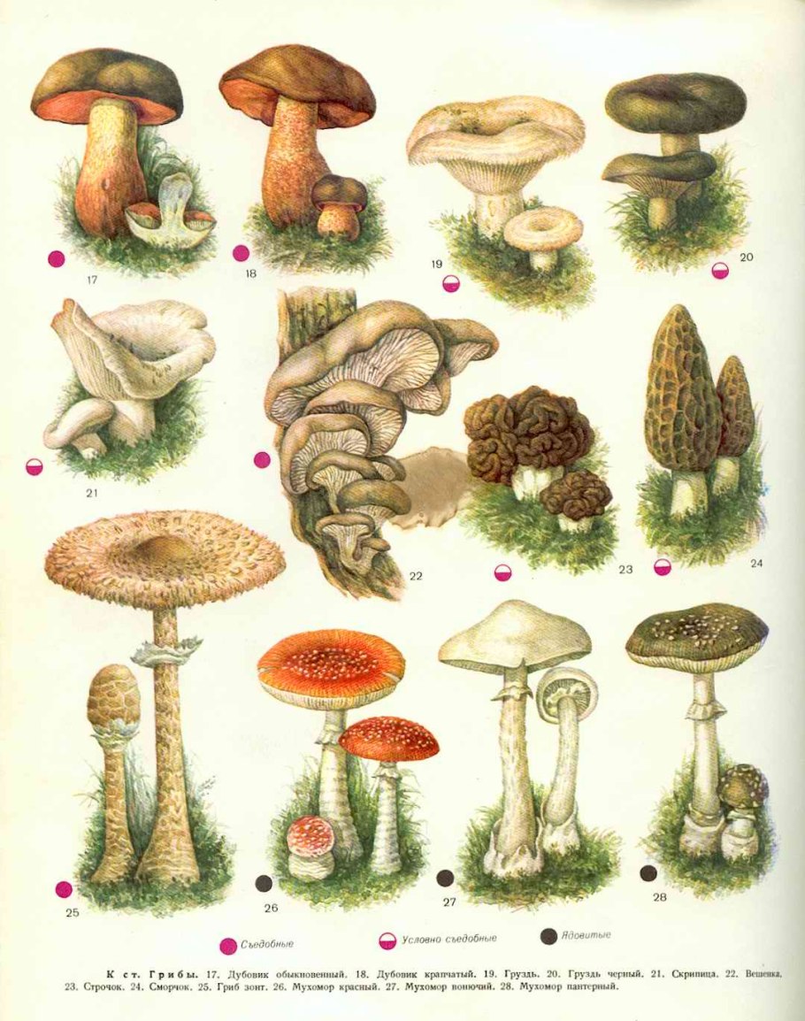 Грибы будут в России