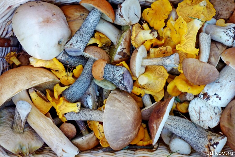 Паутинник изменчивый Cortinarius varius