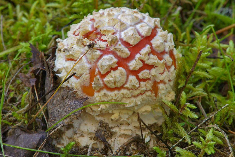 Съедобные грибы грибы