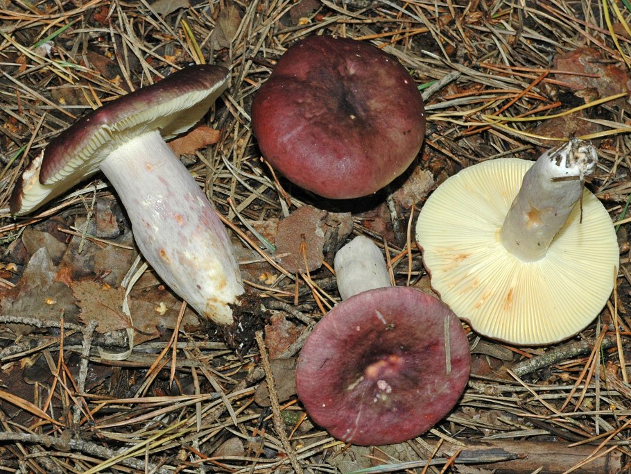 Russula Sardonia