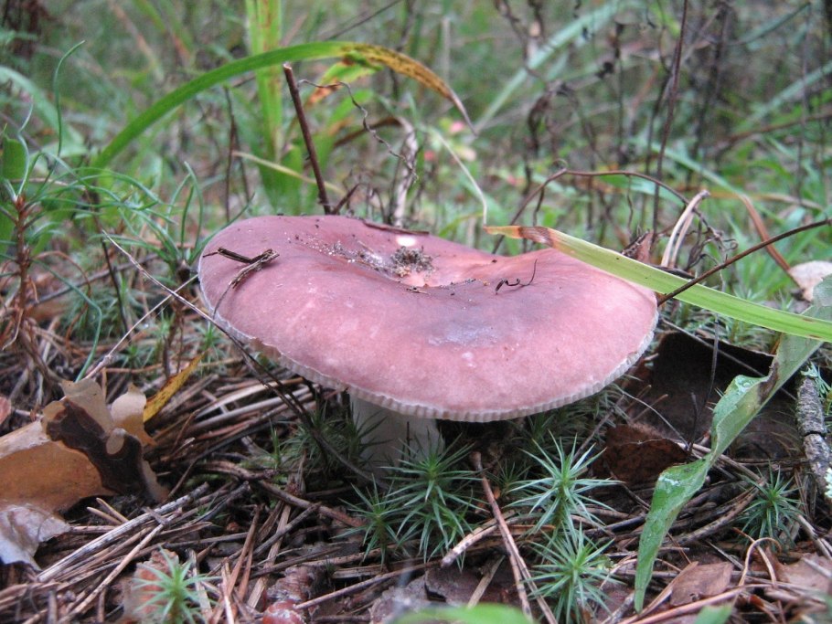 Съедобные грибы Псковщины