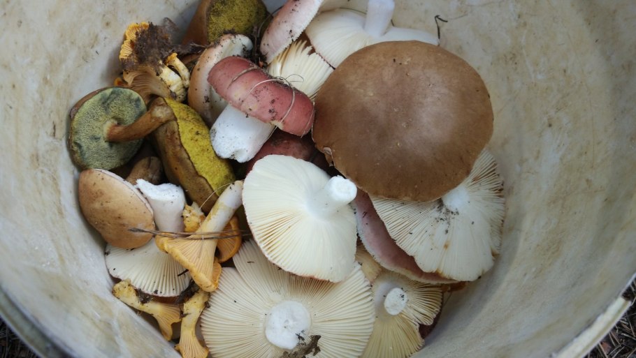 Сыроежки Краснодарского края