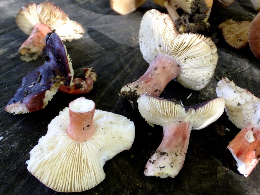 Сыроежка остроедкая