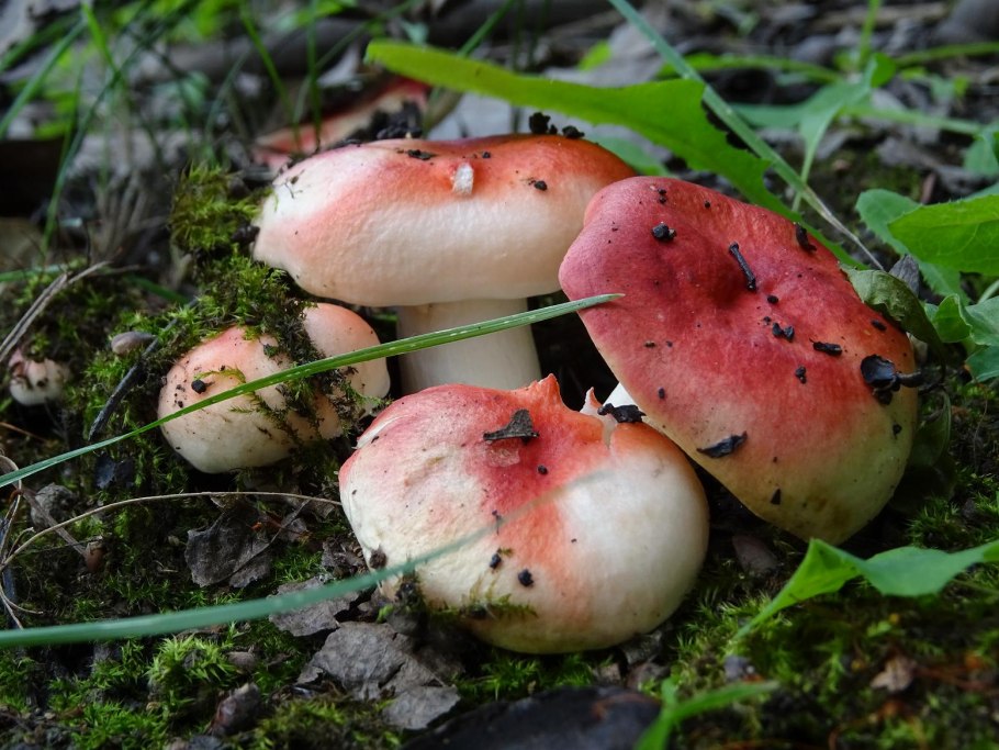 Russula gracillima