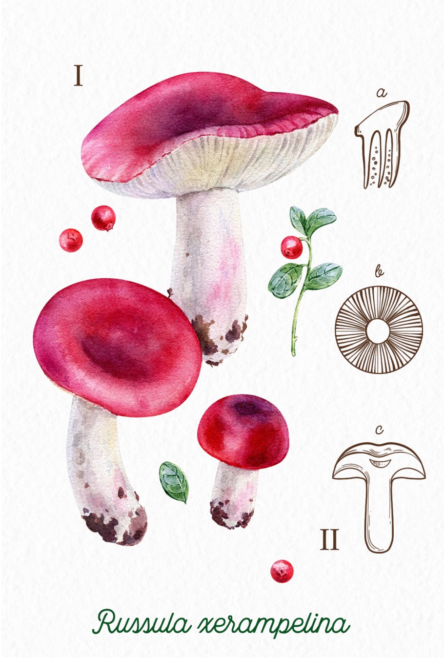 Грибы на севере Сахалина