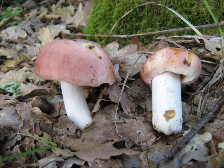 Сыроежки степные