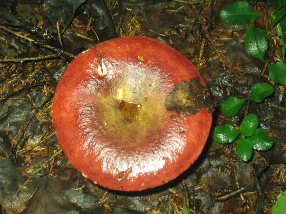 Russula Nobilis