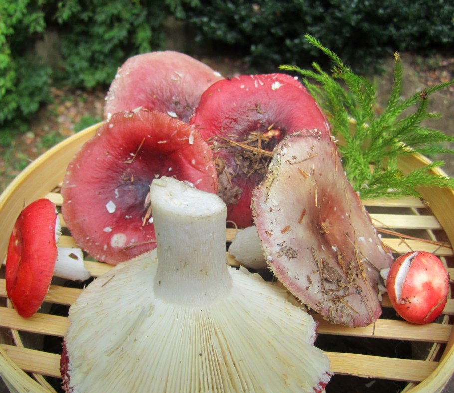 Можно ли готовить грибы. Сыроежка гриб. Сыроежки грибы приготовление. Сыроежка вкусный гриб. Вареные сыроежки.