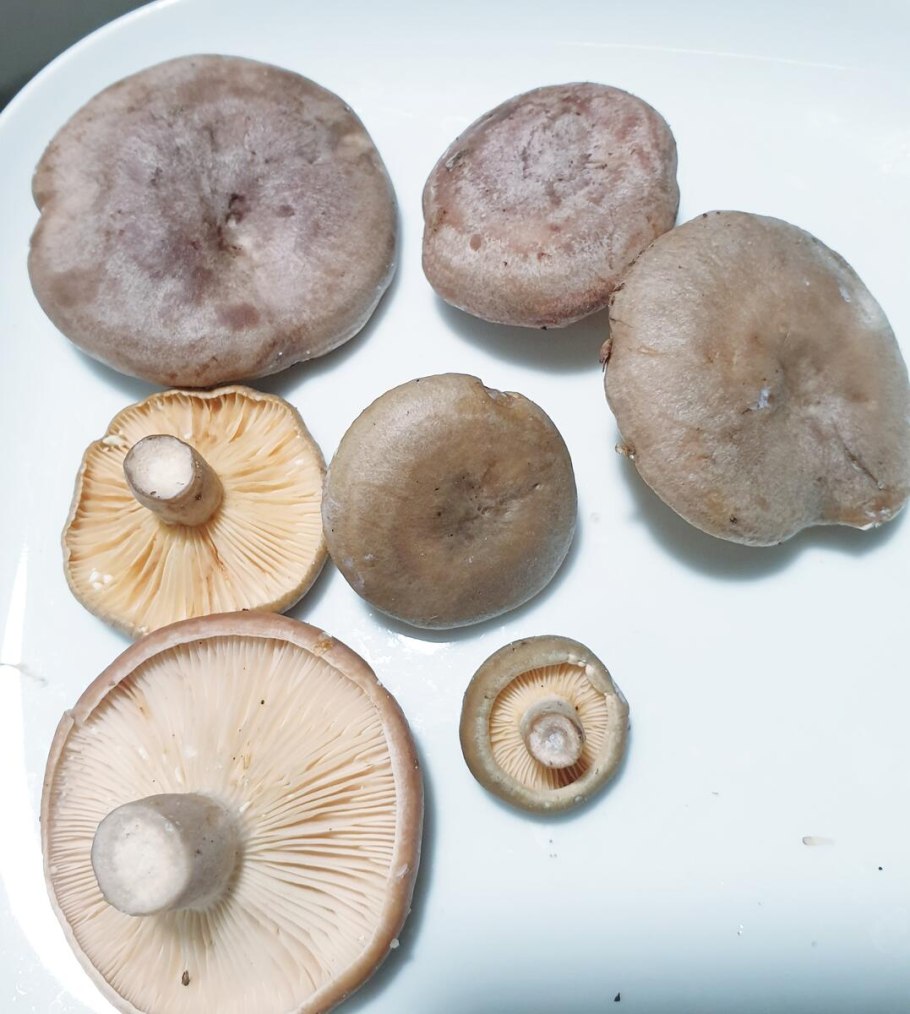 Грибочек сыроежка