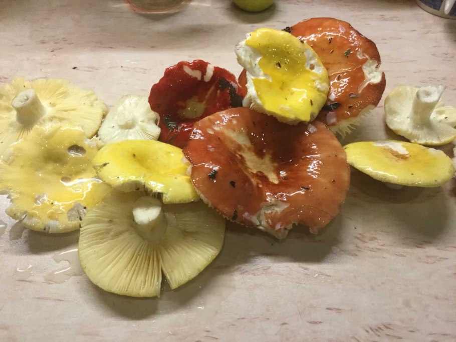 Сыроежка паразит