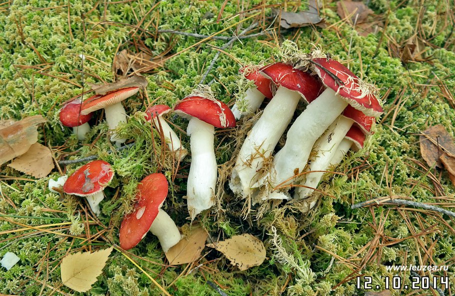 Финальные грибы