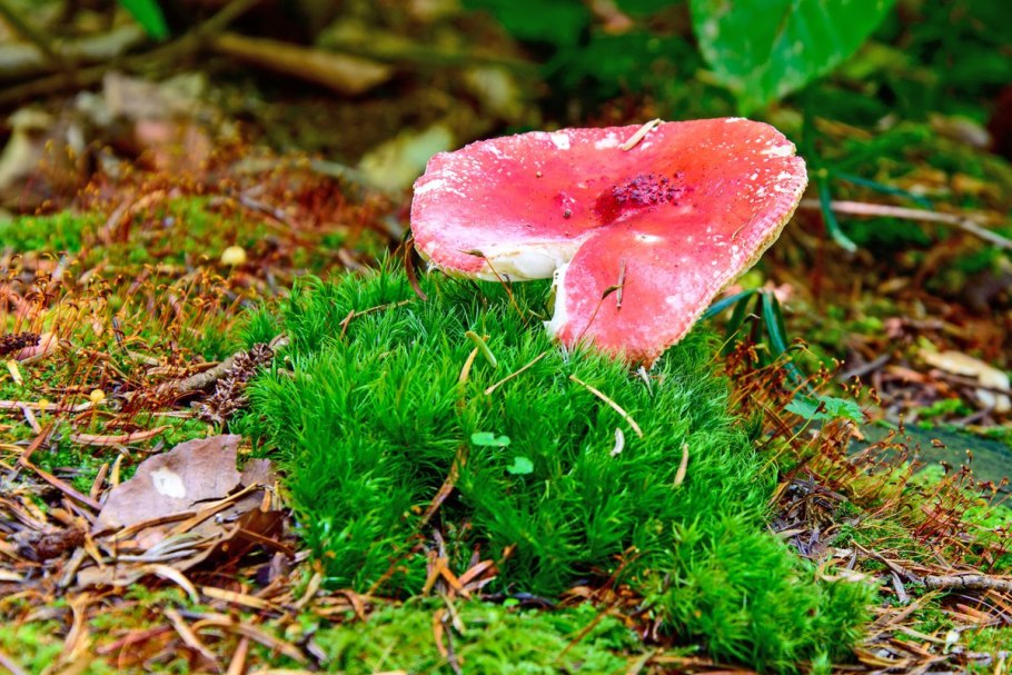 Поляна сыроежек и цветы