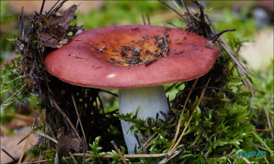 Сыроежка лесная. Сыроежка ямал. Собирает сыроежки. Собирает сыроежки. Сыроежка паразит.