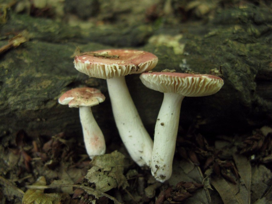 Russula purpurata