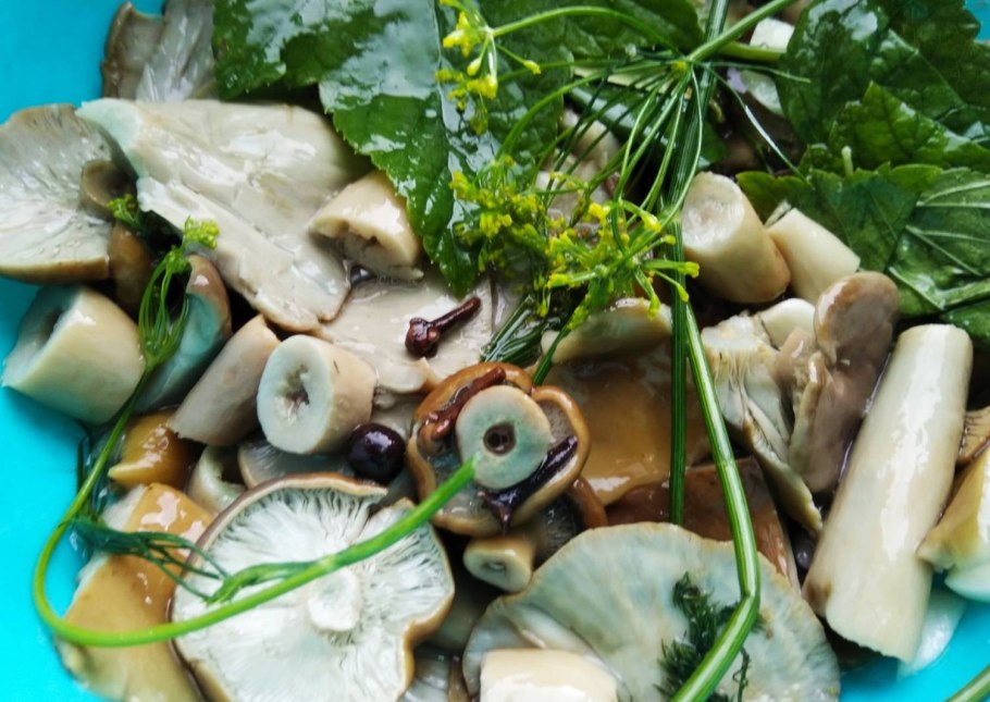 Грузди бочковые