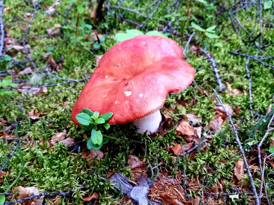Красный мухомор сыроежка