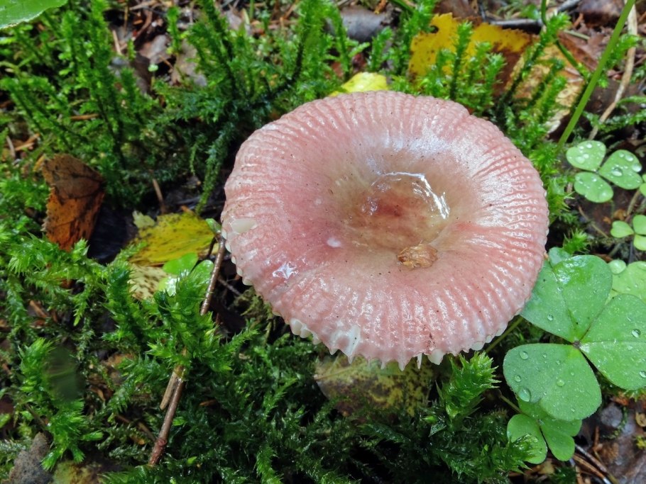 Гриб сыроежка