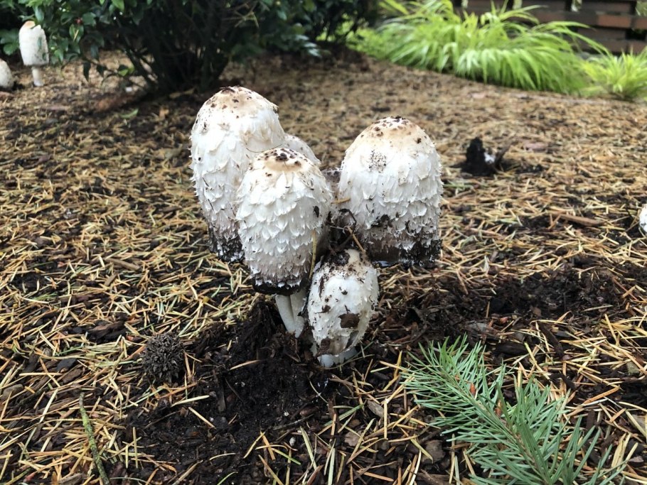 Гриб шампиньон навозник белый