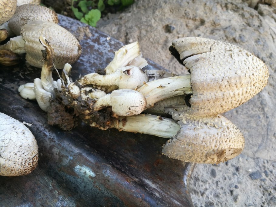 Навозник белый (лат. Coprinus comatus)