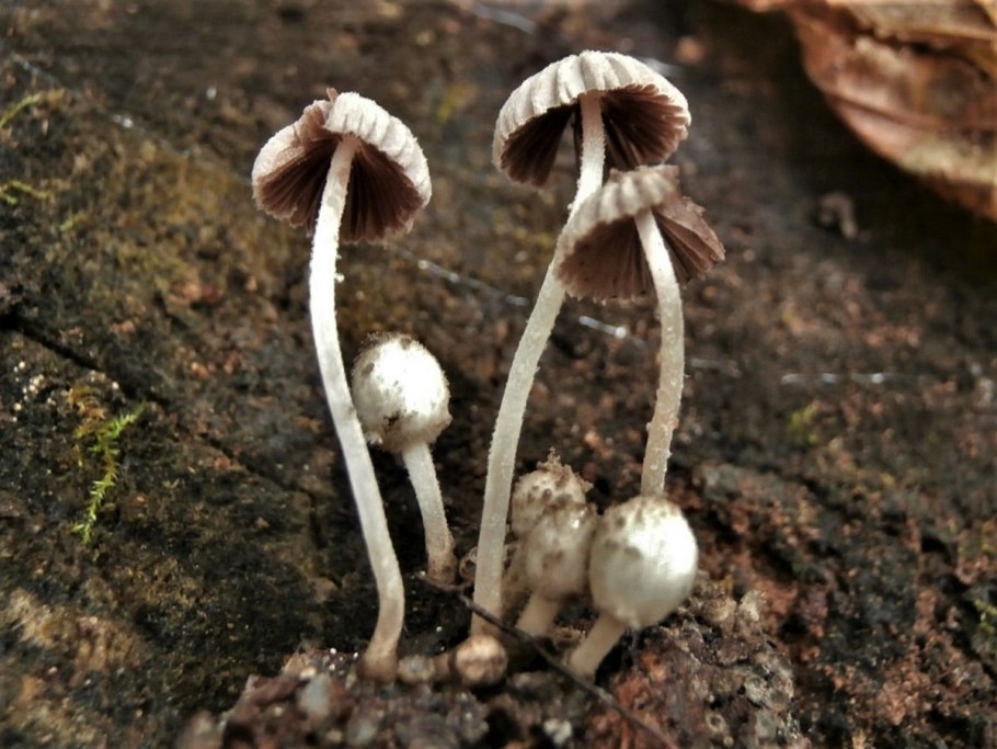 Гриб навозник белый мелкий