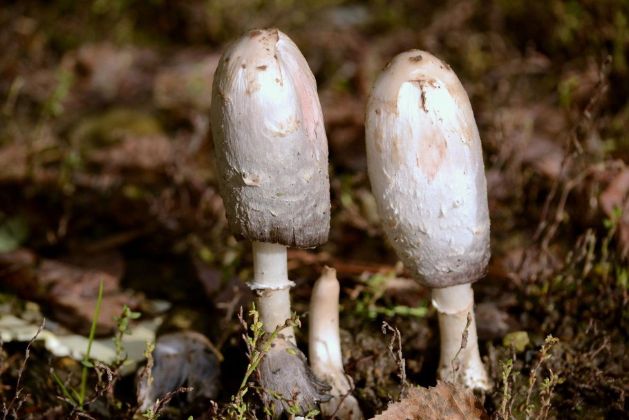 Навозник гриб полевой