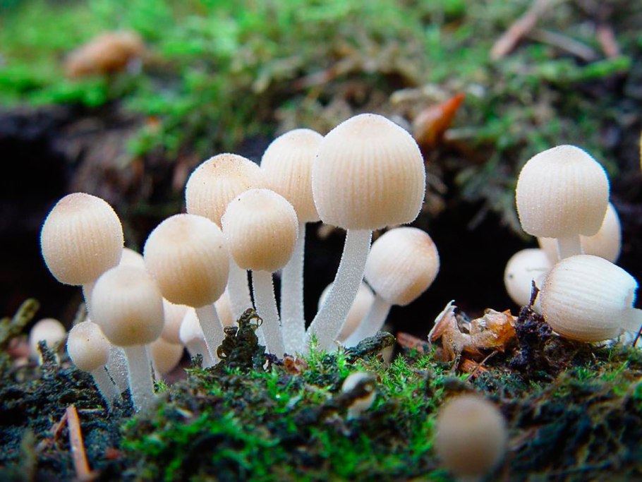 Гриб навозник чешуйчатый